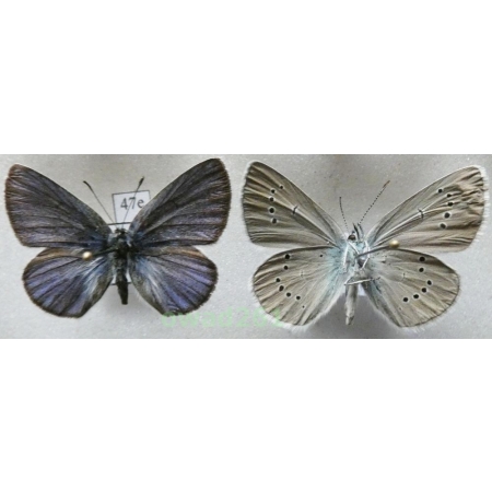 Cyaniris semiargus (Rottemburg, 1775) 2xmale Poland47e